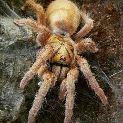 23579 trinidad olive tarantula appearance