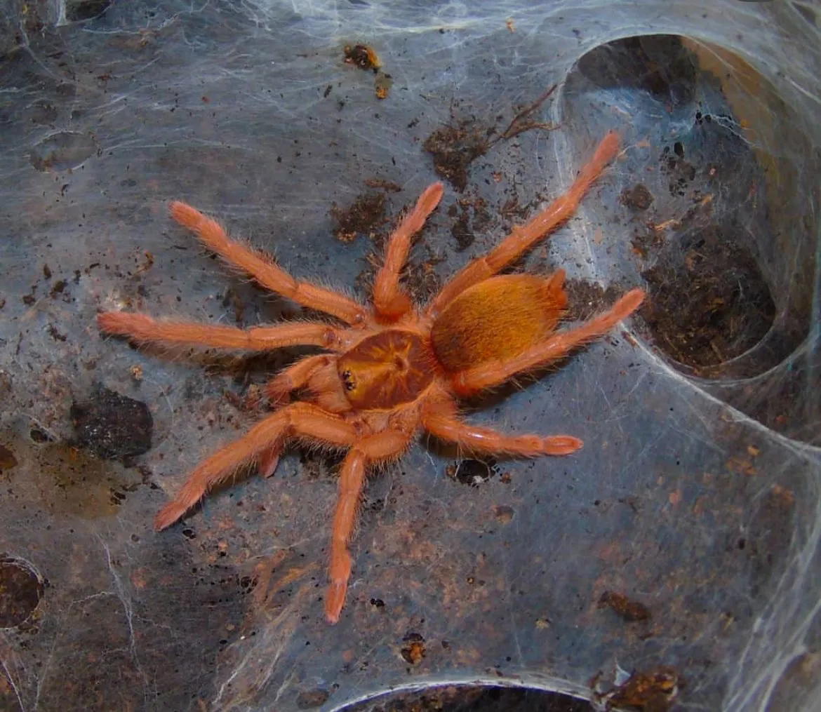 /img/23579-trinidad-olive-tarantula-breeding.webp