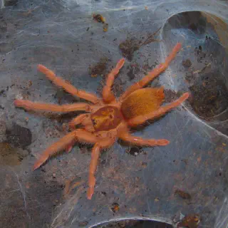 /img/23579-trinidad-olive-tarantula-breeding.webp