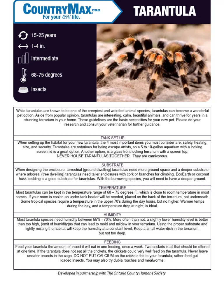 23579 trinidad olive tarantula feeding