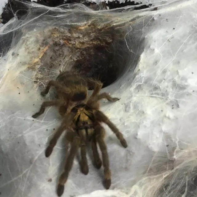 23579 trinidad olive tarantula handling
