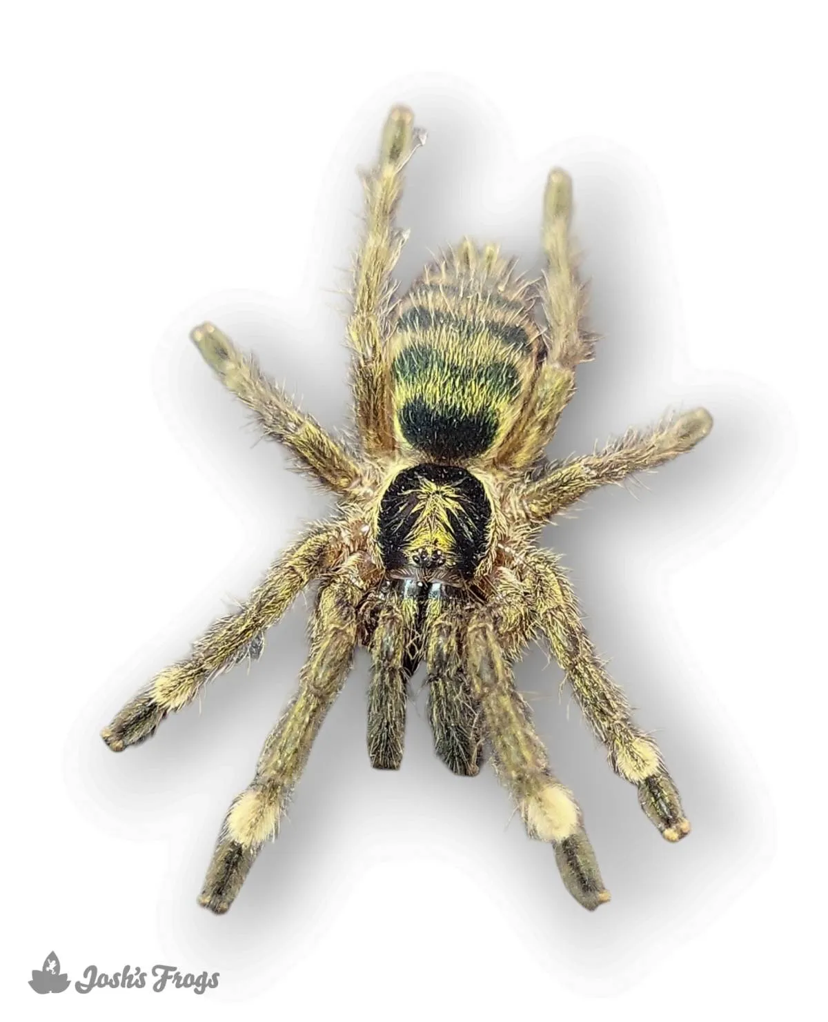 23579 trinidad olive tarantula molting