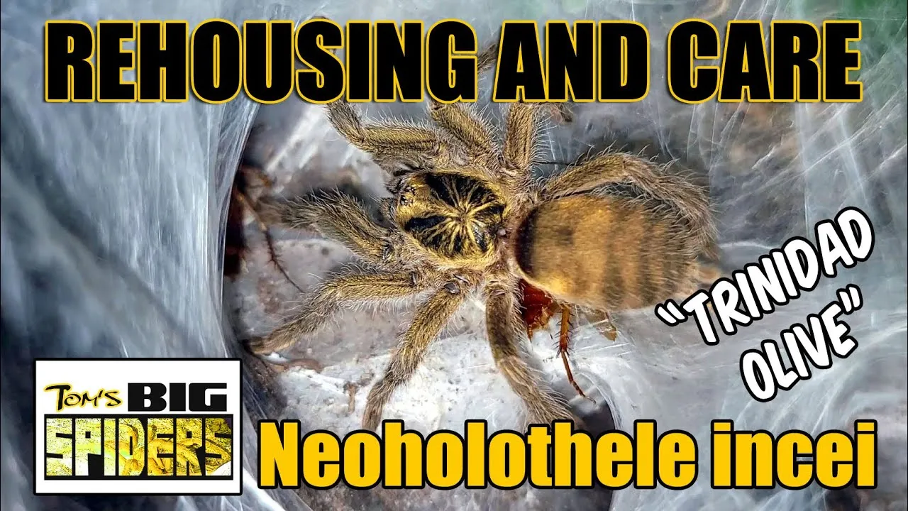 23579 trinidad olive tarantula overview
