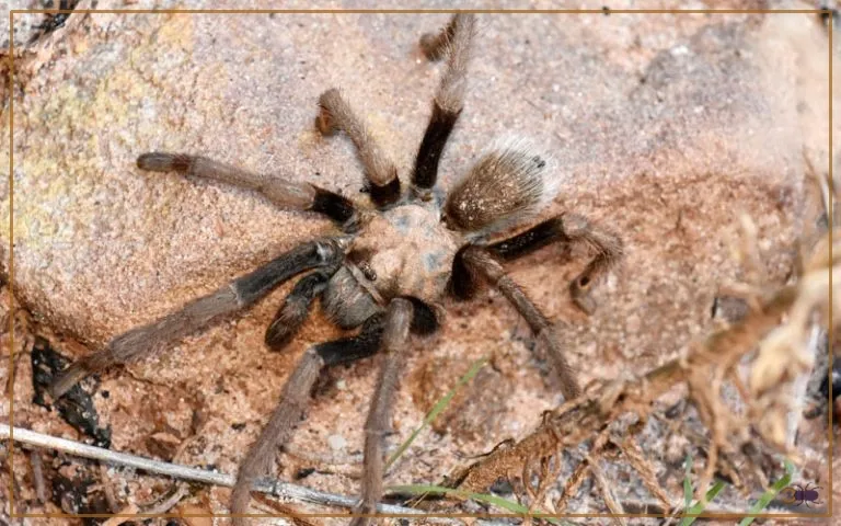 23580 captive breeding tarantulas