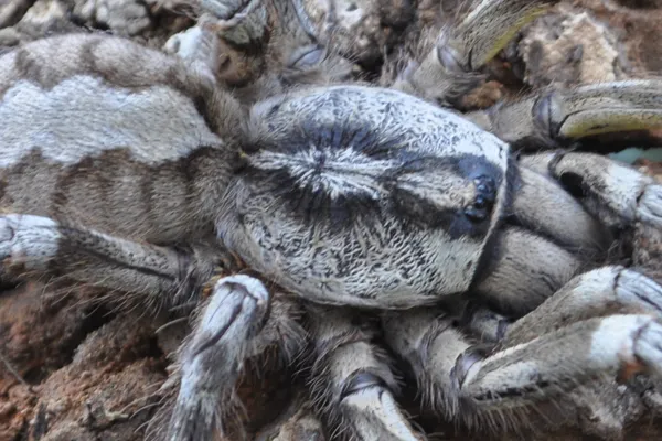 23580 goliath birdeater