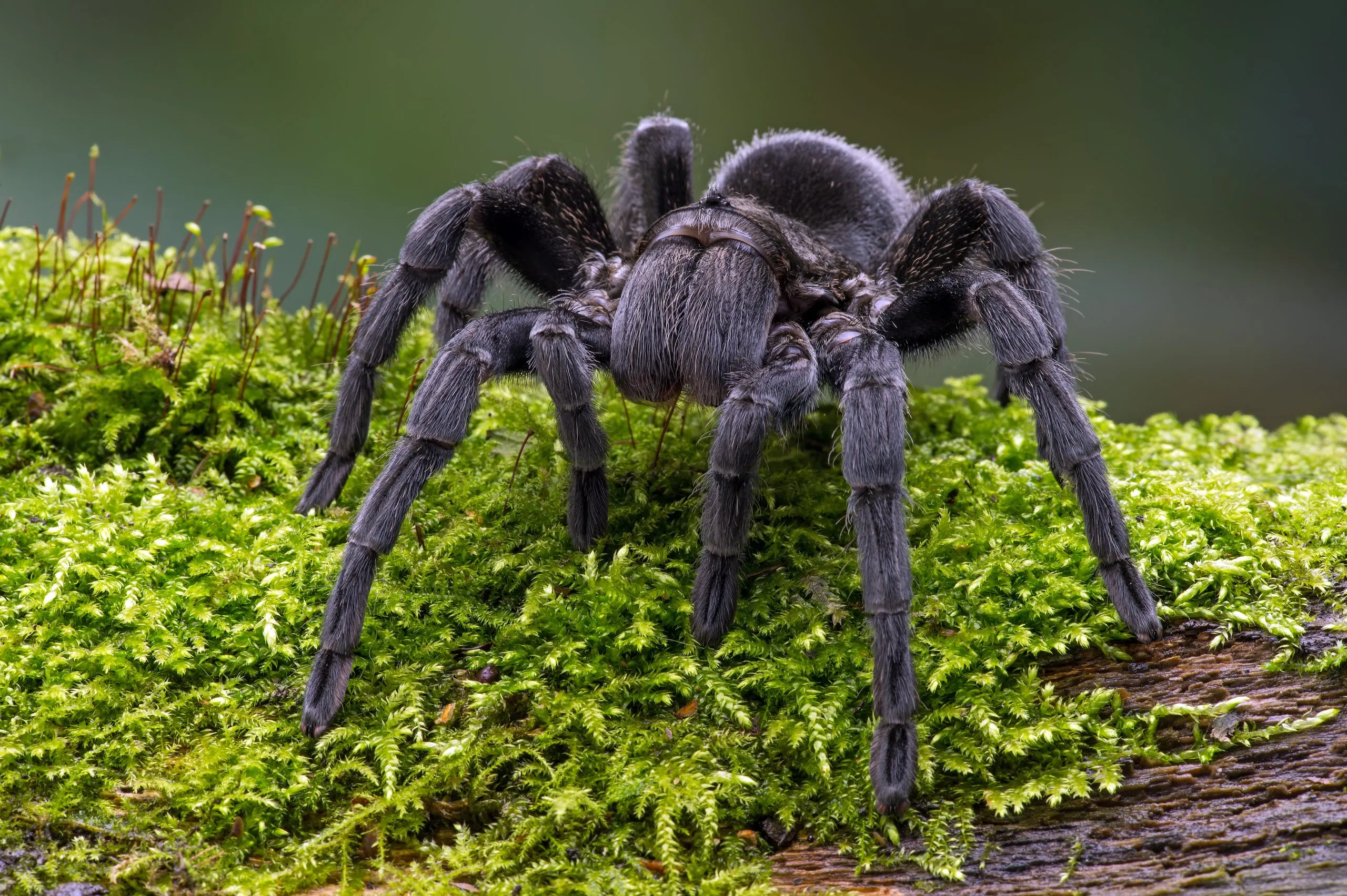 23580 pet trade tarantulas