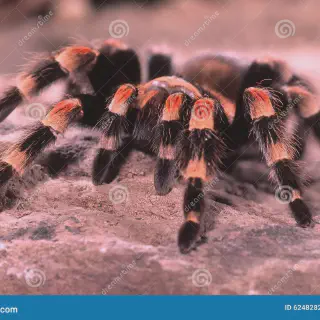 /img/23580-protect-tarantulas.webp
