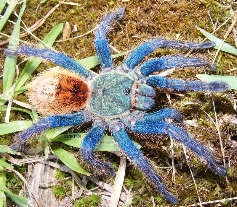 23580 trinidad chevron tarantula