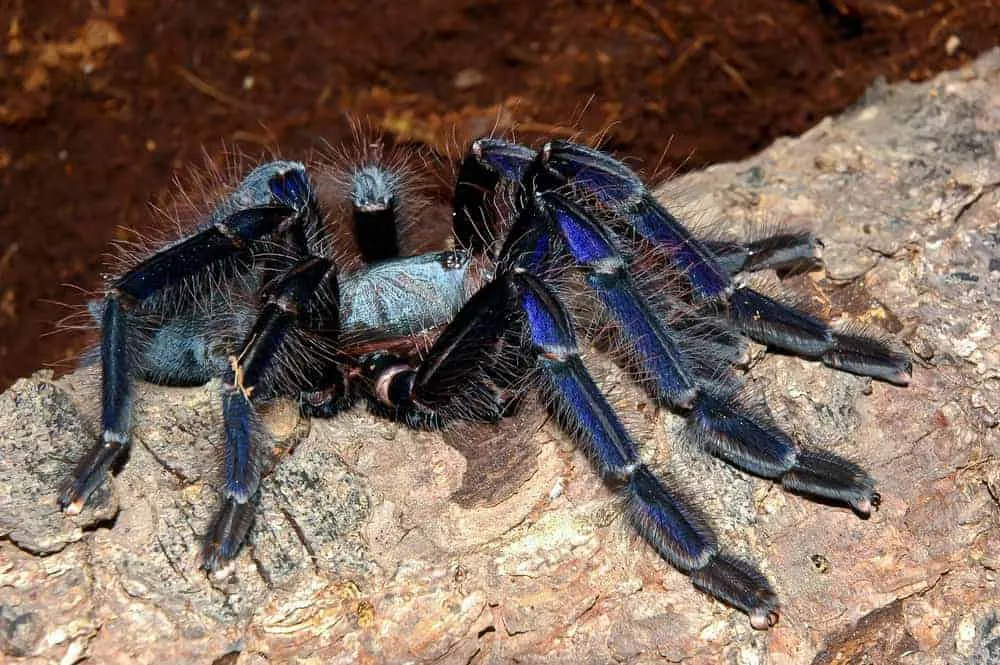 23581 singapore blue tarantula bite