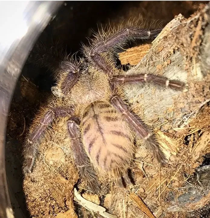 23581 singapore blue tarantula feeding
