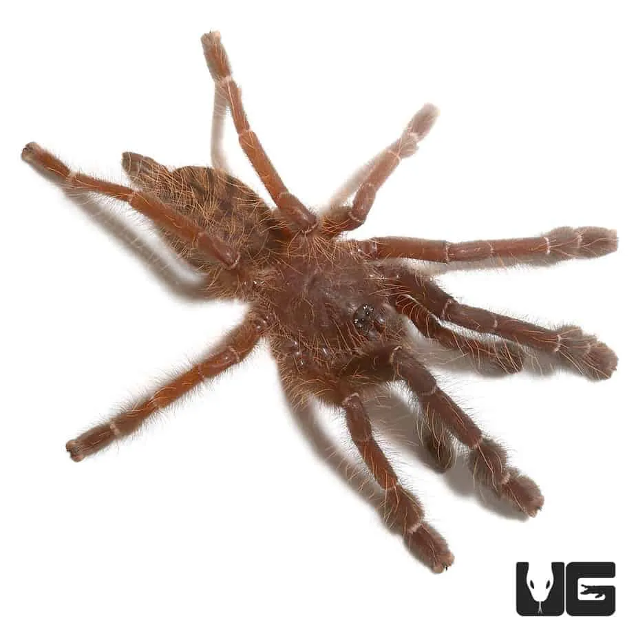 23581 singapore blue tarantula habitat