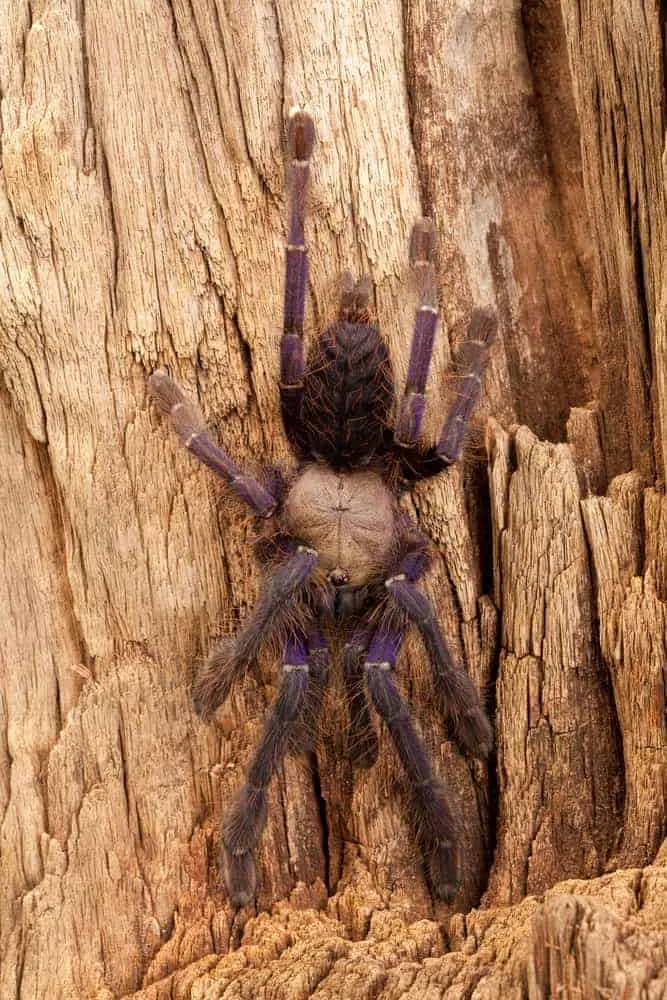 23581 singapore blue tarantula handling