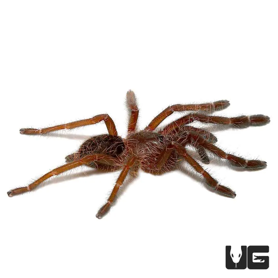23581 singapore blue tarantula image1