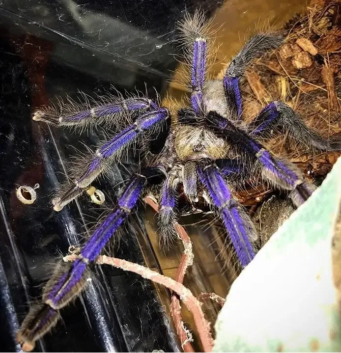 /img/23581-singapore-blue-tarantula-medical.webp