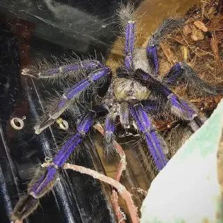 /img/23581-singapore-blue-tarantula-medical.webp