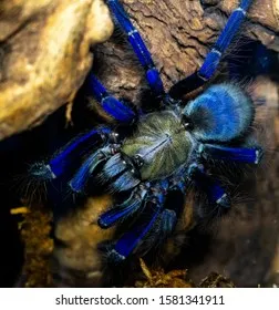 23581 singapore blue tarantula venom
