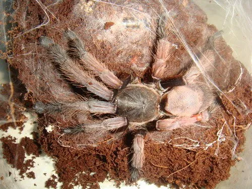 23582 asian forest tarantula