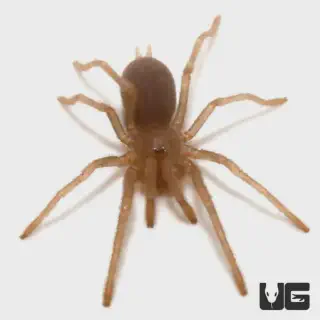 /img/23582-cobalt-blue-tarantula.webp