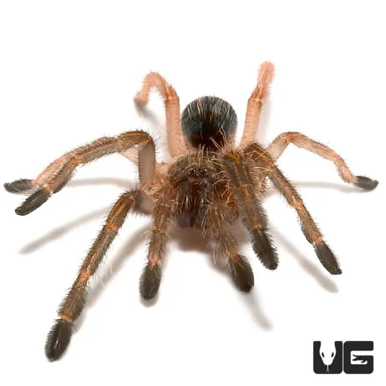 23583 tarantula cephalothorax