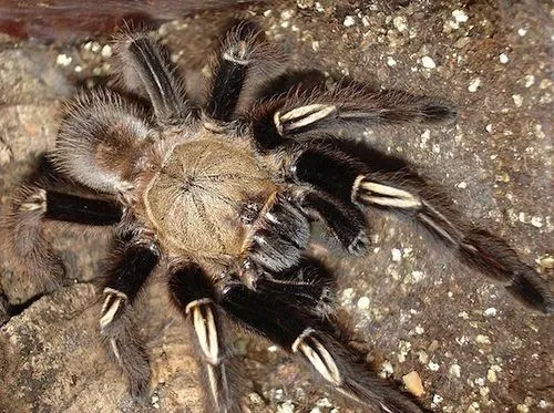 23583 tarantula exoskeleton