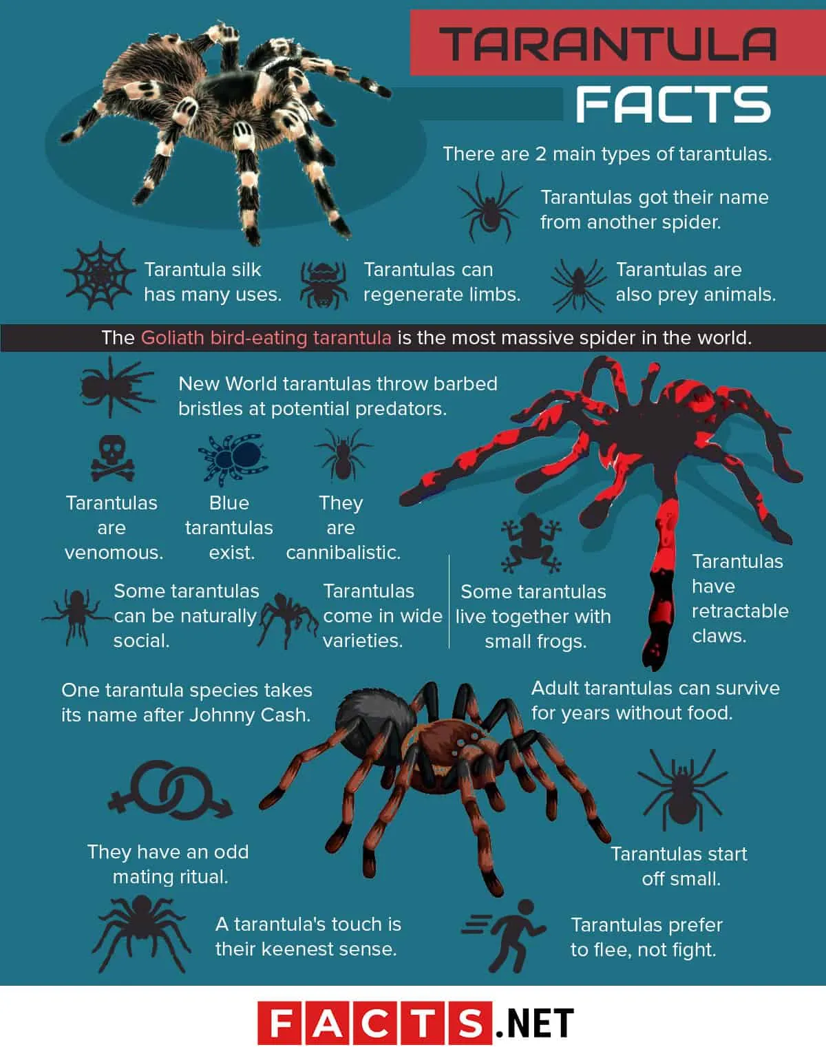 23583 tarantula legs