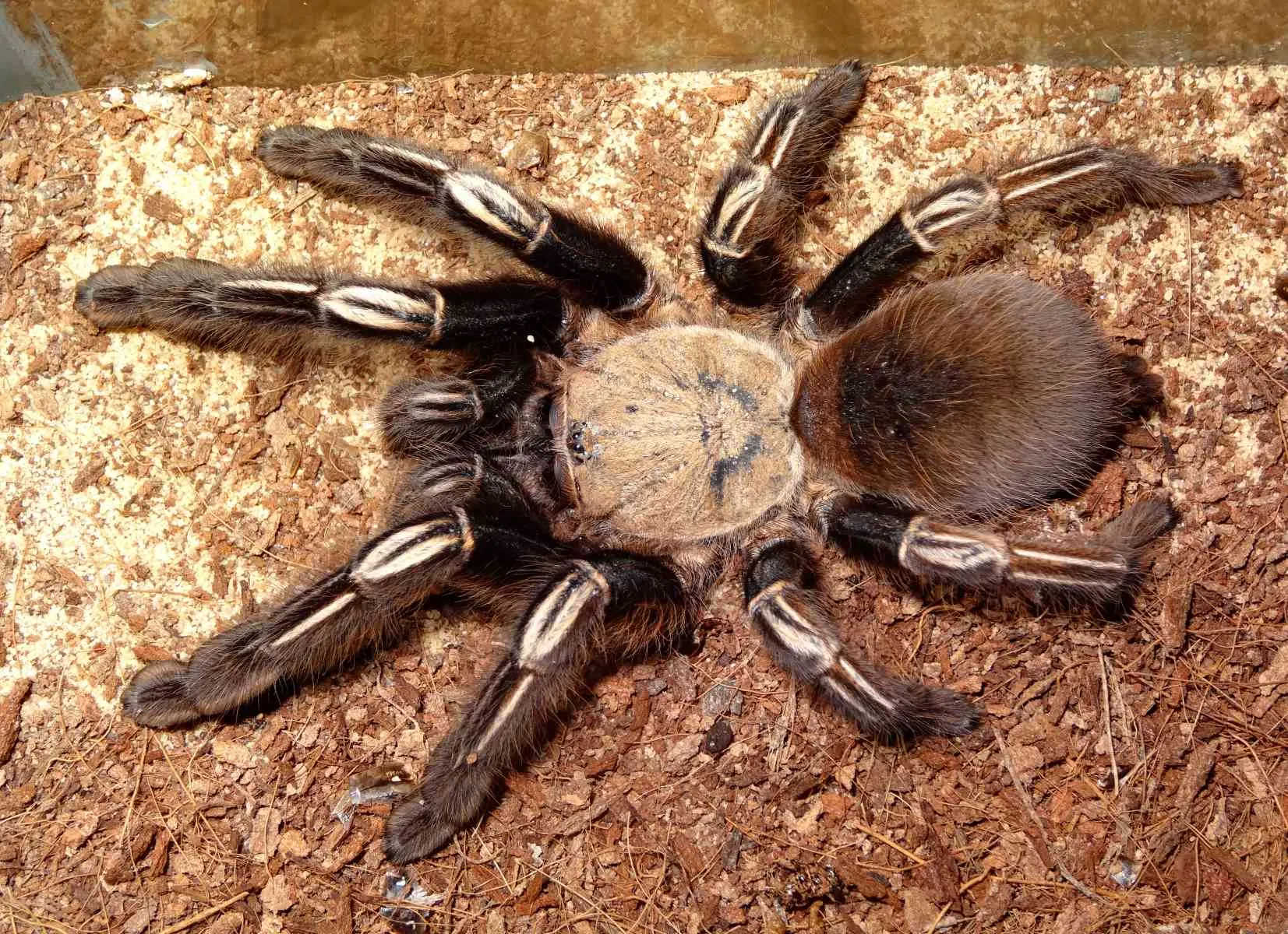 23583 tarantula molting