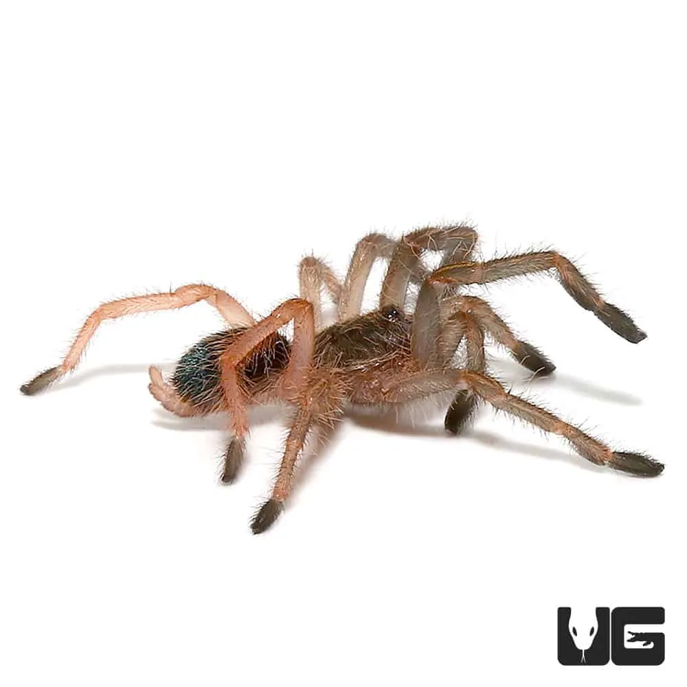 23583 tarantula muscle
