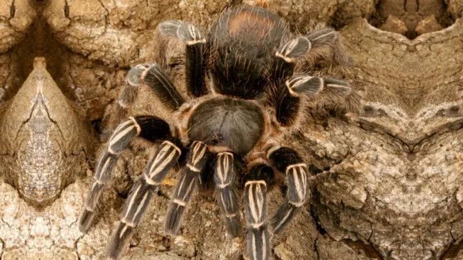/img/23583-tarantula-protection.webp
