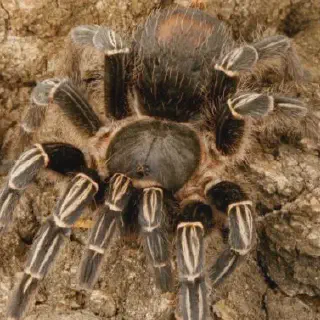 /img/23583-tarantula-protection.webp