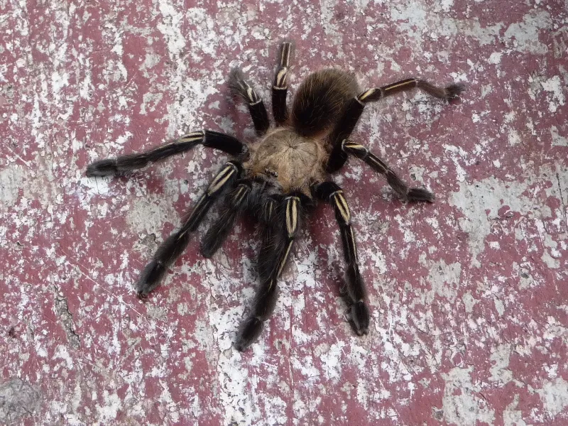 23583 tarantula skeleton