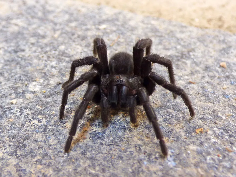 23584 tarantula color genetics