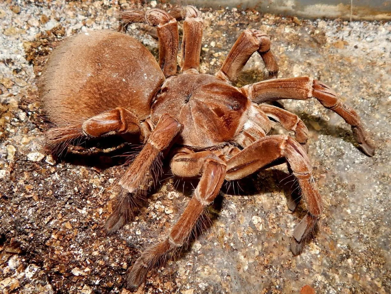 23584 tarantula habitat