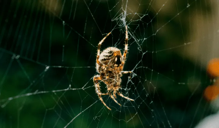 23585 male tarantula searching mate