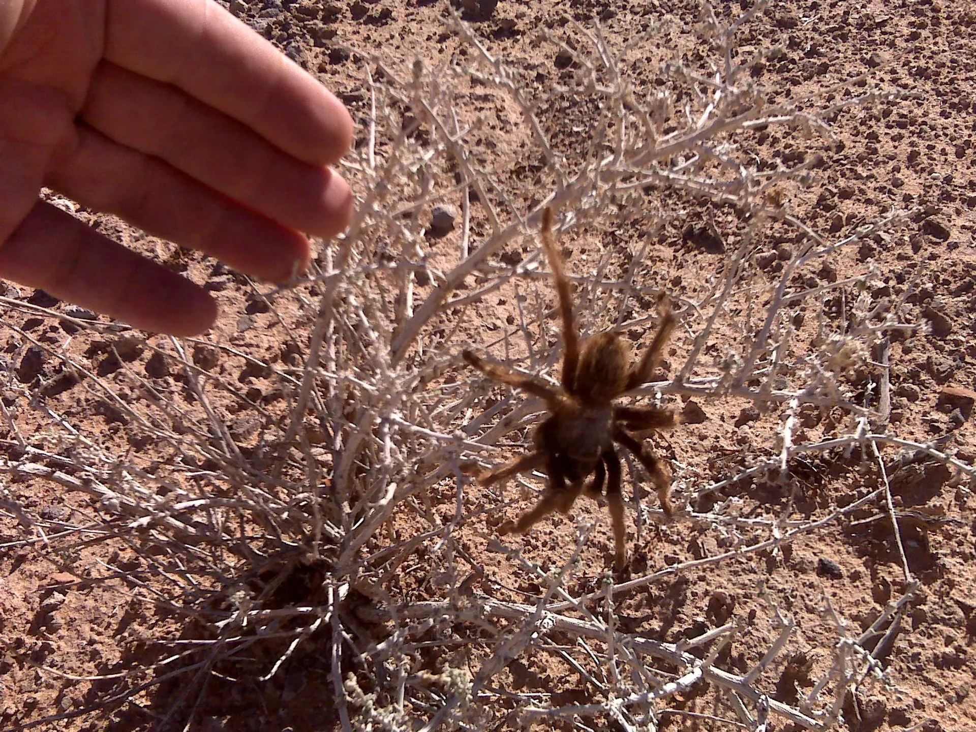 /img/23585-tarantula-migration-behavioral-observations.webp
