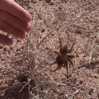 /img/23585-tarantula-migration-behavioral-observations.webp