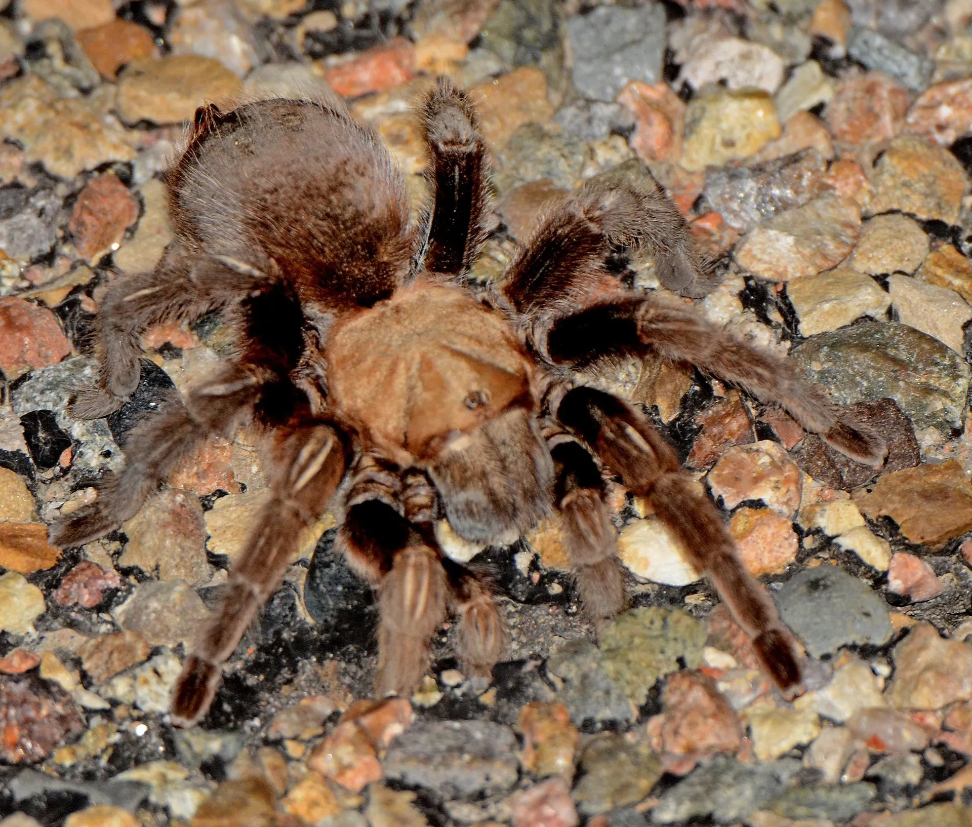 23585 tarantula migration best locations