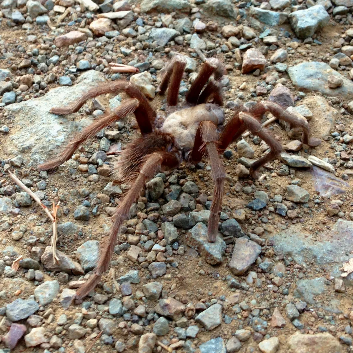 23585 tarantula migration environmental factors