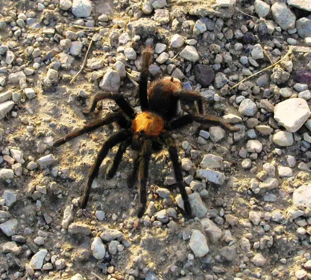 23585 tarantula molting process
