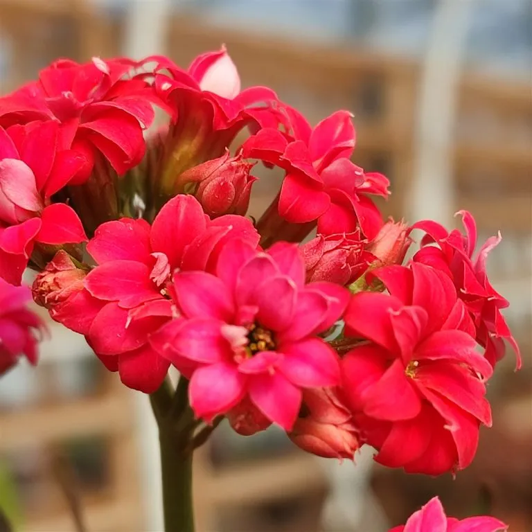 23586 kalanchoe tarantula blooming