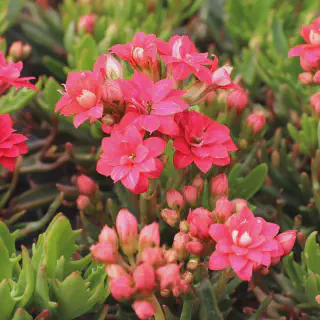 /img/23586-kalanchoe-tarantula-healthy.webp