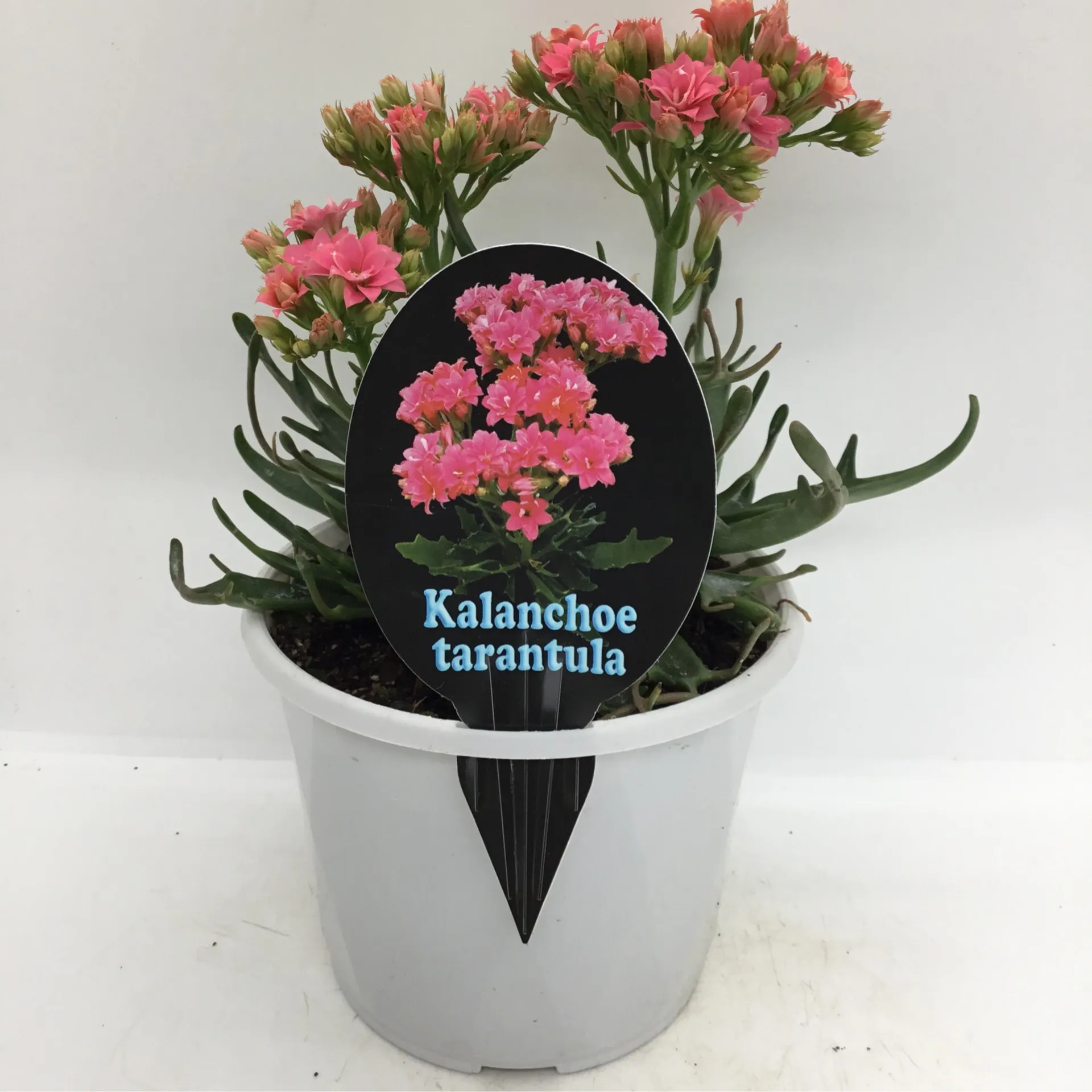 23586 kalanchoe tarantula overview