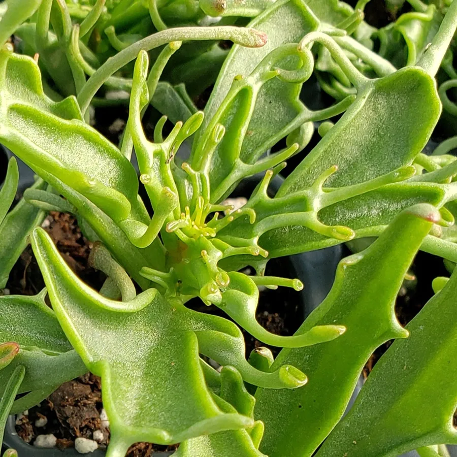 23586 kalanchoe tarantula soil
