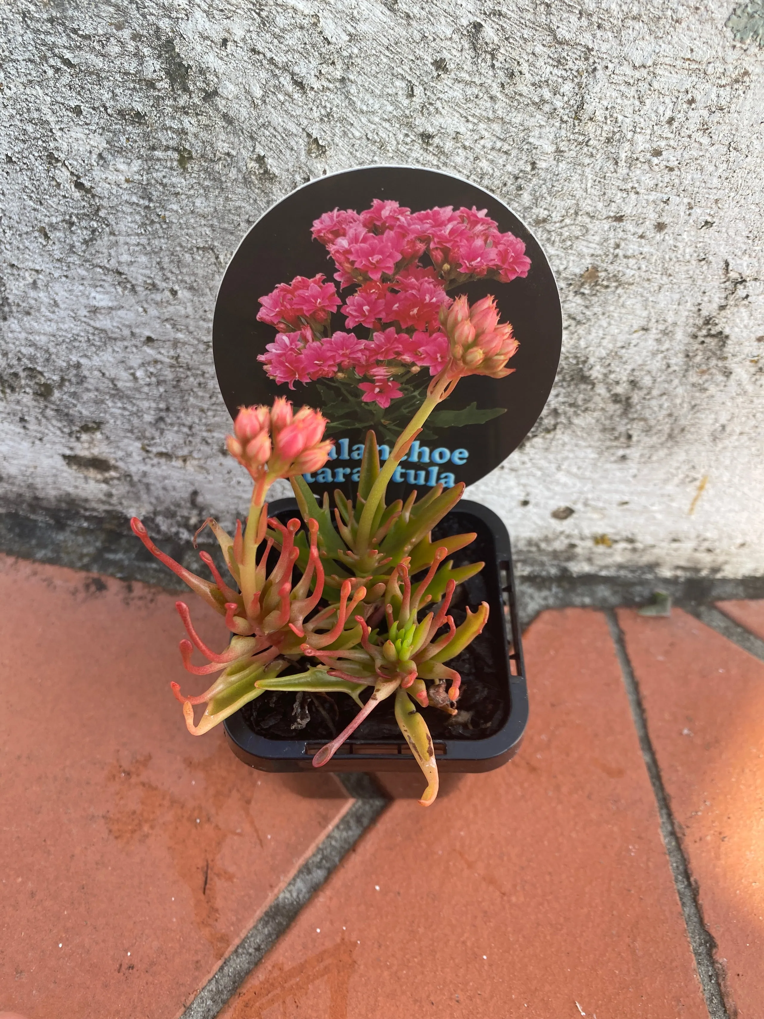 23586 kalanchoe tarantula sunlight