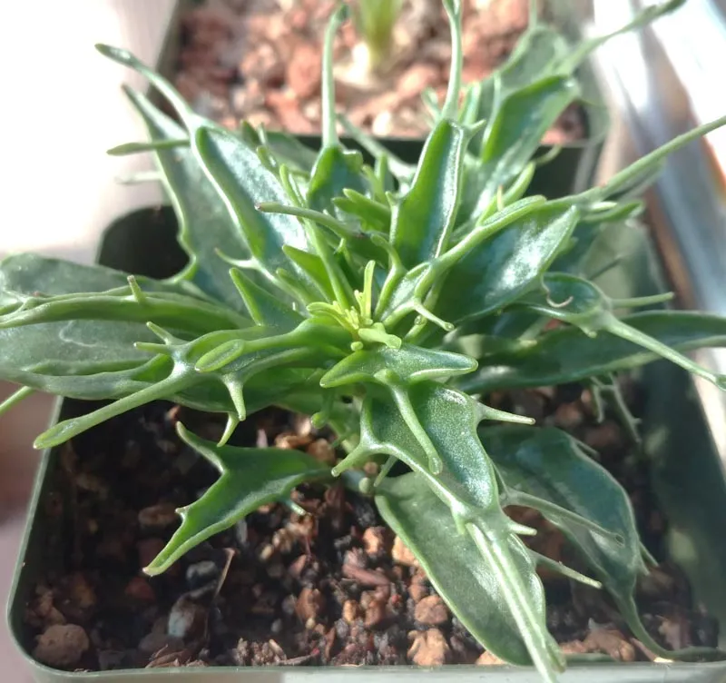 23586 watering kalanchoe tarantula