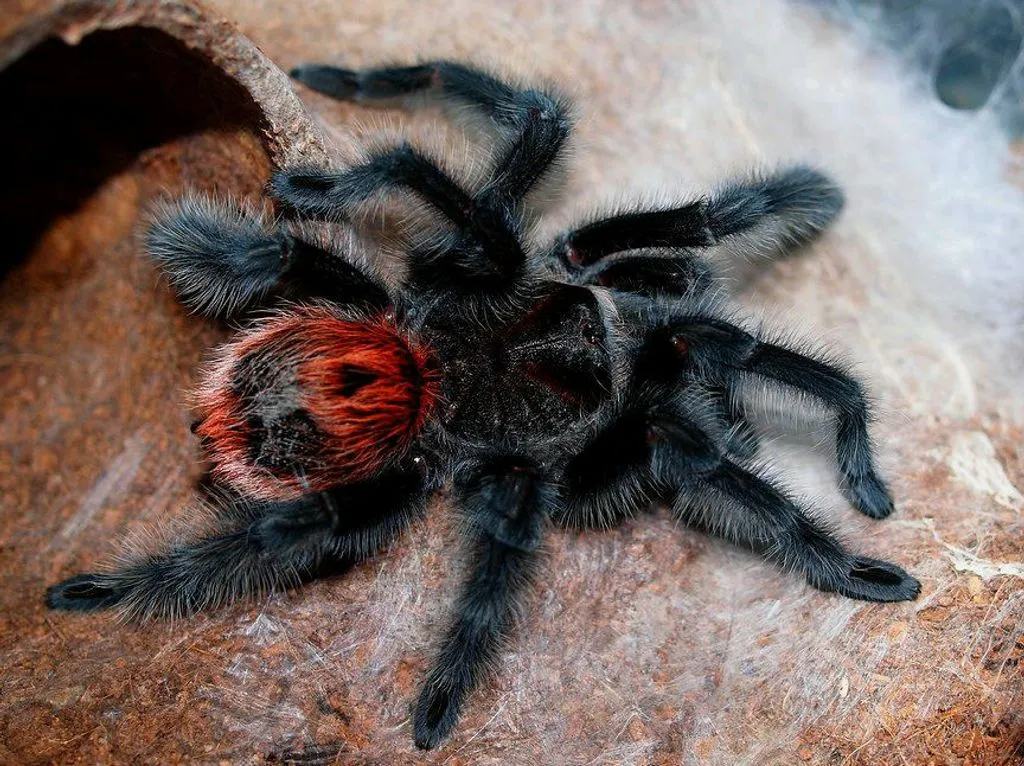 23587 entre rios tarantula enclosure