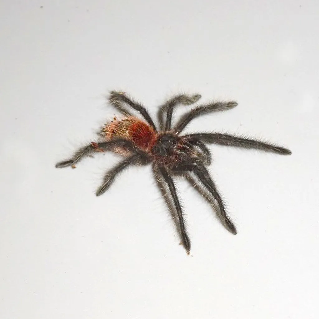 23587 entre rios tarantula habitat