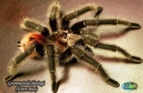 23587 entre rios tarantula handling