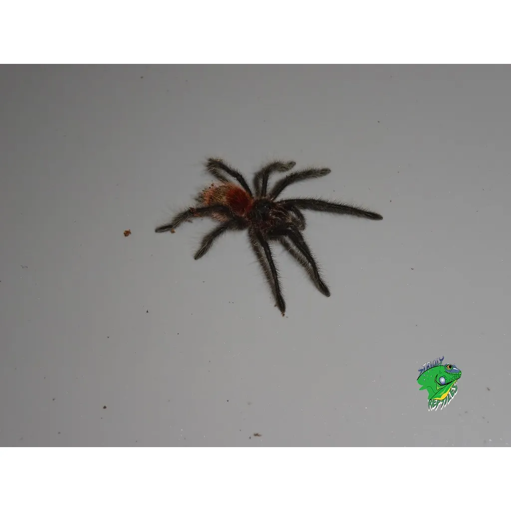 23587 entre rios tarantula health