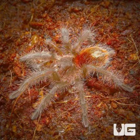 23587 entre rios tarantula overview