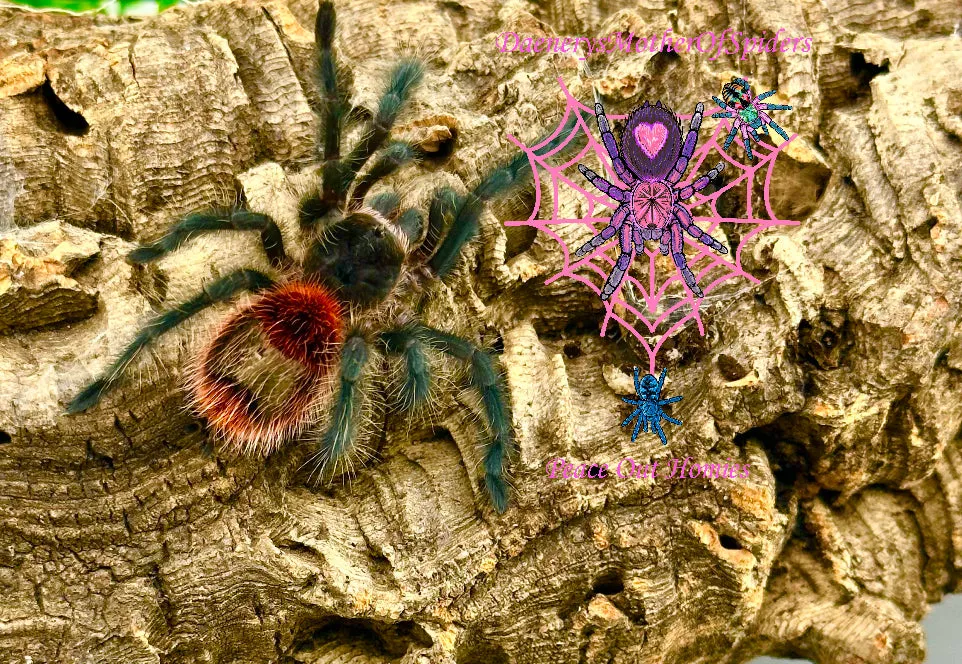 /img/23587-entre-rios-tarantula-substrate.webp